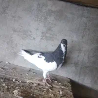 کبوتر چپی|پرنده|بندر ماهشهر, |دیوار