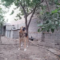 واگذاری سگ|سگ|رامیان, |دیوار