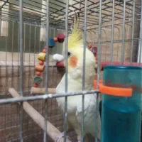 عروس هلندی نر لوتنیو