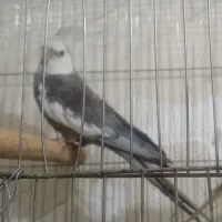 عروس هلندی ،فوق العاده،جفت مولد