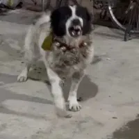 حیوانات مزرعه