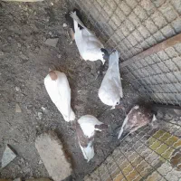 کفتر افغانی|پرنده|تهران, شهرک ابوذر|دیوار