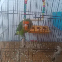 طوطی کوتوله