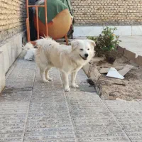 سگ  پامر|سگ|شهرکرد, |دیوار