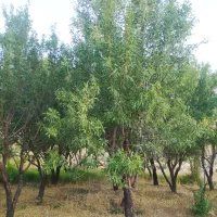 فروش باغ ، در شهرستان بسیار خوش آب و هوا|فروش زمین و ملک کلنگی|فریدونشهر, |دیوار