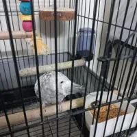 عروس هلندی ماده|پرنده|تهران, پرستار|دیوار