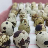 تخم نطفه دار بلدرچین ژاپنی و وایت