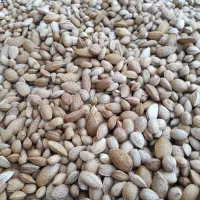 500کیلو بادام فروشی