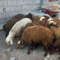گوسفند بره نر کاور نر ۱۶ راس