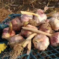 سیر با کیفیت