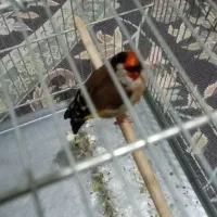 سره تازه صاف جفتی پرو بخون