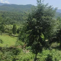 اجاره ویلای جنگلی چالوس|اجارهٔ کوتاه‌مدت ویلا و باغ|چالوس, |دیوار