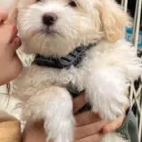 پودل مالتیز ۳ ماهه نر