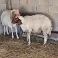 ورن قوچ|حیوانات مزرعه|مهران (ایلام), |دیوار