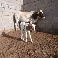 دزفول زویه