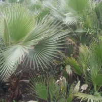 پالم شمشادباباادم|گل و گیاه طبیعی|املش, |دیوار