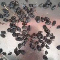 کشمش مویز بیدانه|خوردنی و آشامیدنی|تاکستان, |دیوار