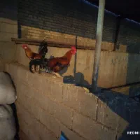 خروس عربی محلی