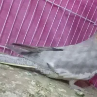 عروس|پرنده|باخزر, |دیوار