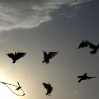 پرنده پیدا شده