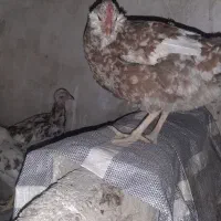 مرغ|حیوانات مزرعه|فاضل آباد, |دیوار