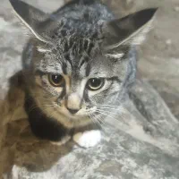 بچه گربه
