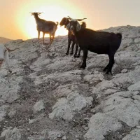 بزفروش