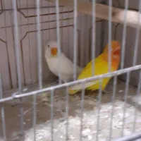 فروش طوطی برزیلی