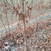 چنار سفید اصفهان