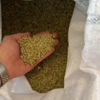 عدس بوجاری شده تمیز