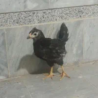 مرغ گلین