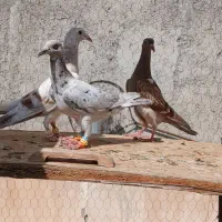 هفرنگ خطی