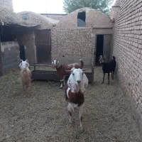 بز شیرا
