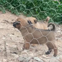 جفت توله سگ سرابی
