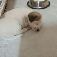 واگذاری توله سگ  جک راسل تریر فوری|سگ|شیراز, گلکوب|دیوار