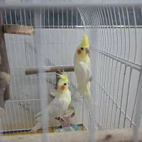 عروس هلندی لوتینو نرو ماده جوان
