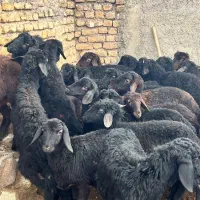 25راس بره قره قزل