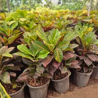 گل کروتن،قیمت تولیدی،گلخانه من|گل و گیاه طبیعی|بیرجند, |دیوار