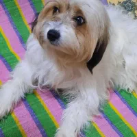 دوقلاده سگ نژاد شیتزو وپیکنیز