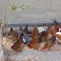 سلام چندونه مورغ وخروس فروشی