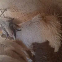 یک عدد بزقالع چاق فروشی
