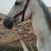 اسب نریون کرد اصیل