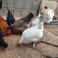 مرغ وخروس محلی اصل|حیوانات مزرعه|یاسوج, |دیوار