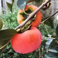 خرمالو پیوندی صد در صد طبیعی و ارگانیک