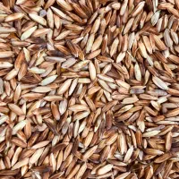 شلتوک بذری درجه ۱