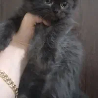 گربه بیریتیش سفیدو اسکاتیش پرشین مشکی|گربه|تهران, انبار نفت|دیوار