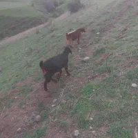 چهارعددکعور(بز)