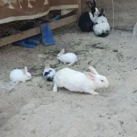 خرگوش درشادگان