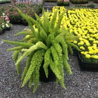 استخدام ویتر