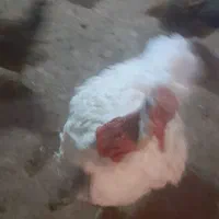 فروش مرغ و بوقلمون|حیوانات مزرعه|ابهر, |دیوار